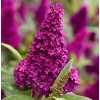 Budleja Butterfly Candy Little Magenta – karłowa budleja sadzonka